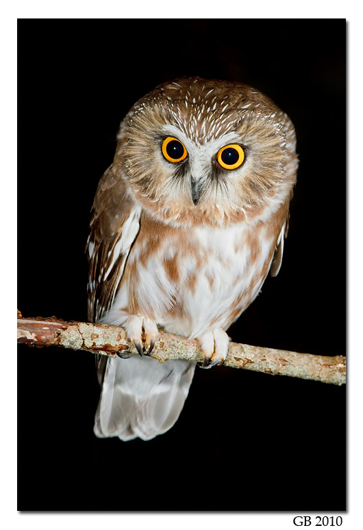 NORTHERN SAW-WHET OWL